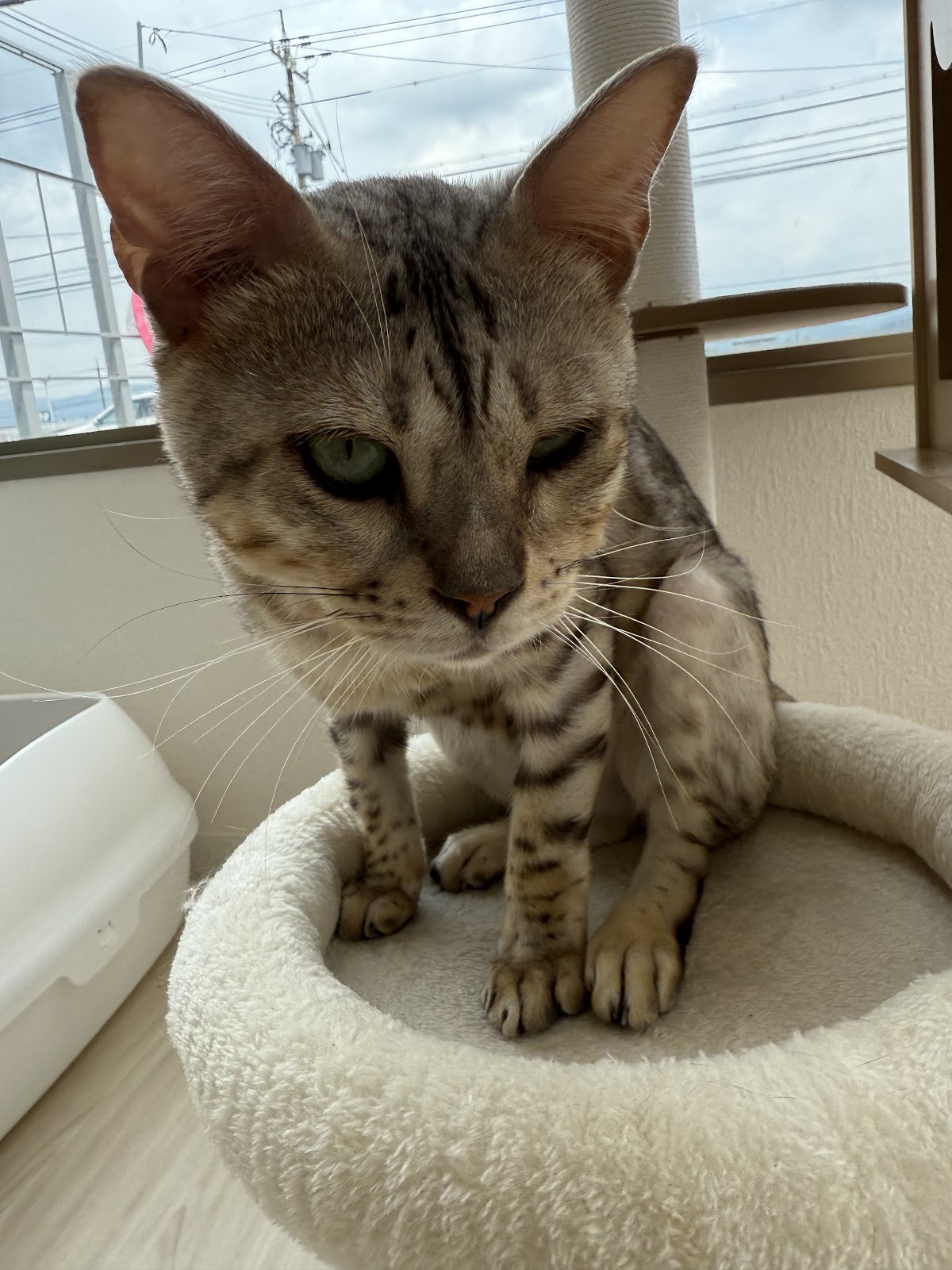 ANELLA CAFE【保護犬猫ふれあいカフェ】福井店の実際の写真