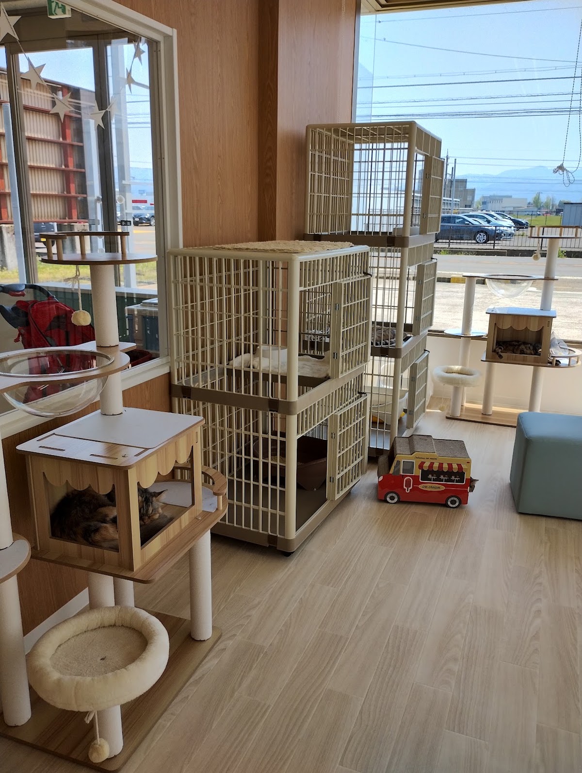 ANELLA CAFE【保護犬猫ふれあいカフェ】福井店の実際の写真