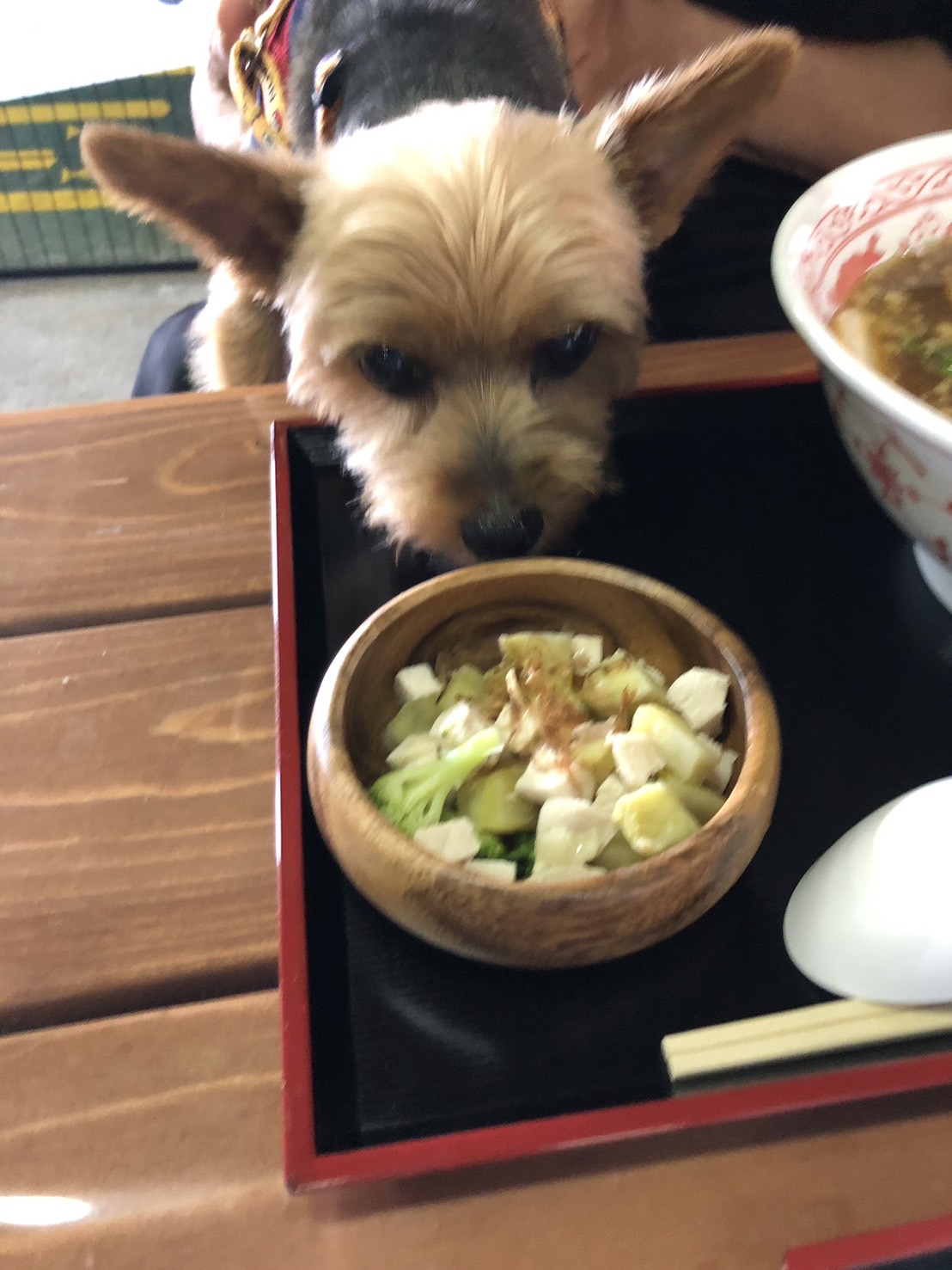 dogspace.tsurutaの実際の写真