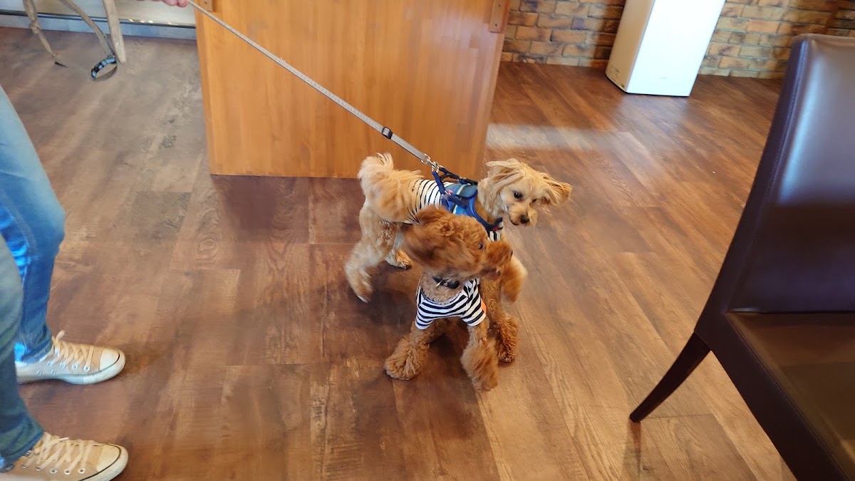 DogCafe ワンRoomの実際の写真