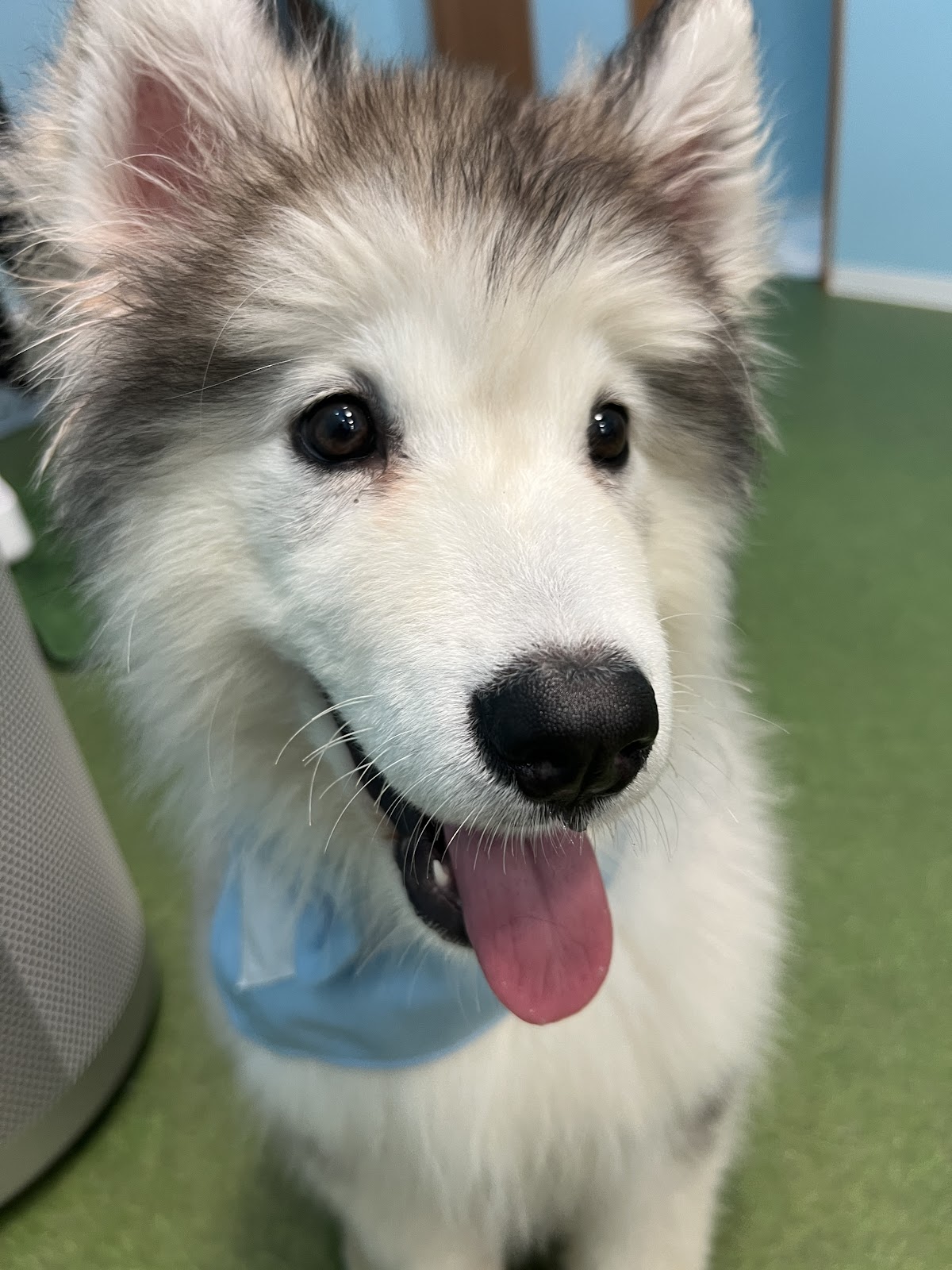 大型犬ふれあいランド MOFFYLANDの実際の写真