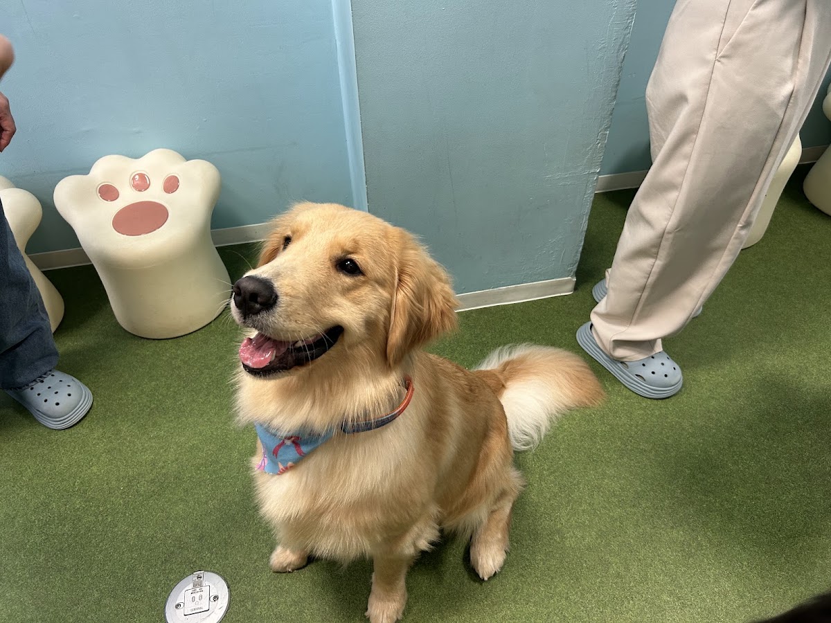 大型犬ふれあいランド MOFFYLANDの実際の写真