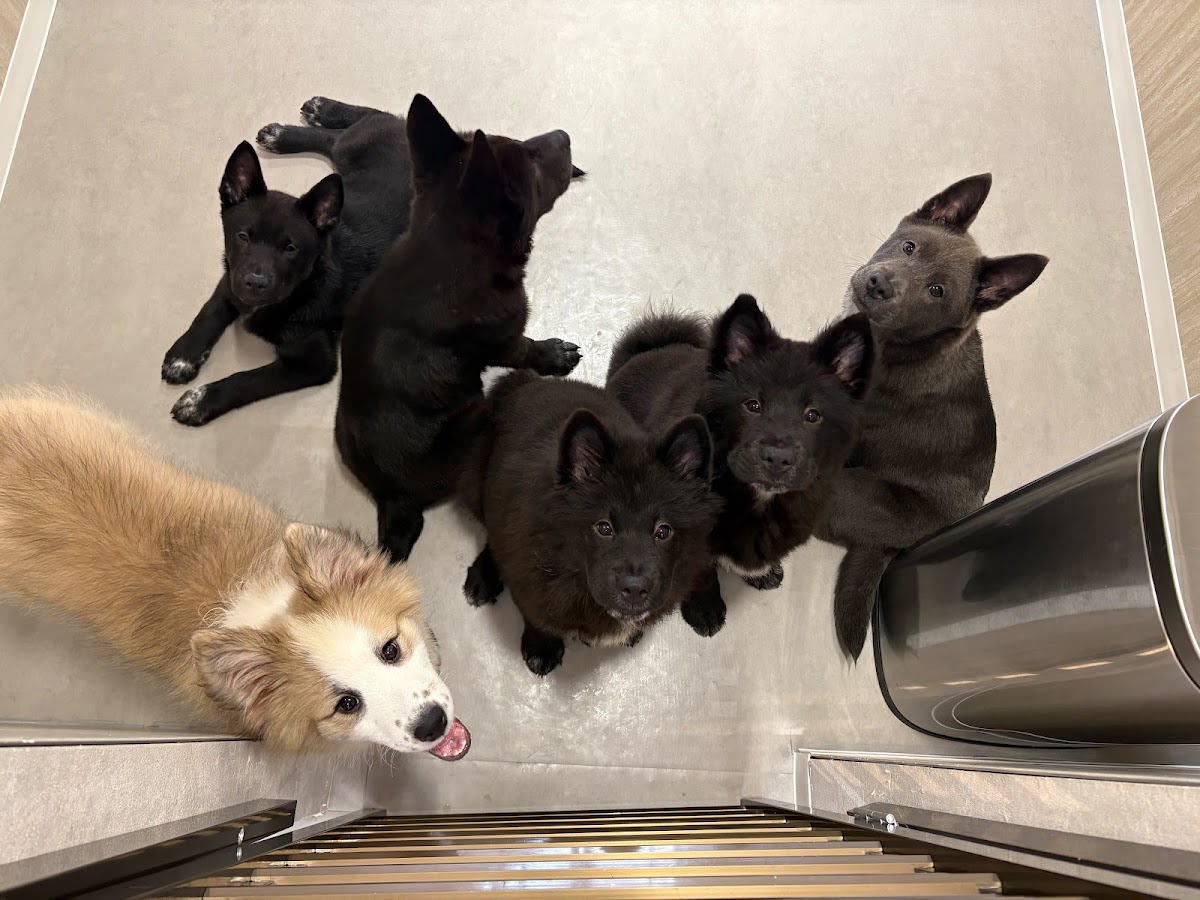 KOTEN PET SHOP & DOG CAFE 岐阜