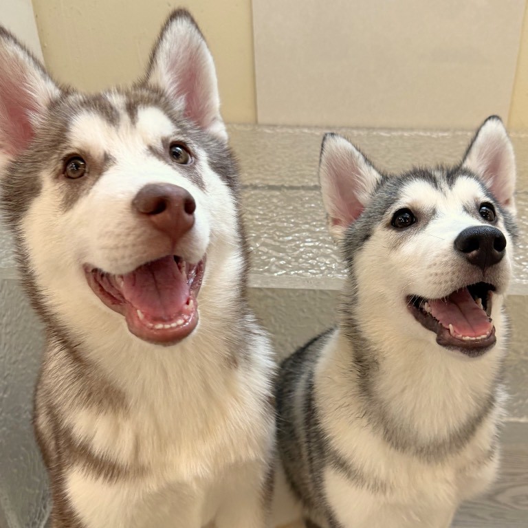 KOTEN PET SHOP & DOG CAFE 岐阜の実際の写真