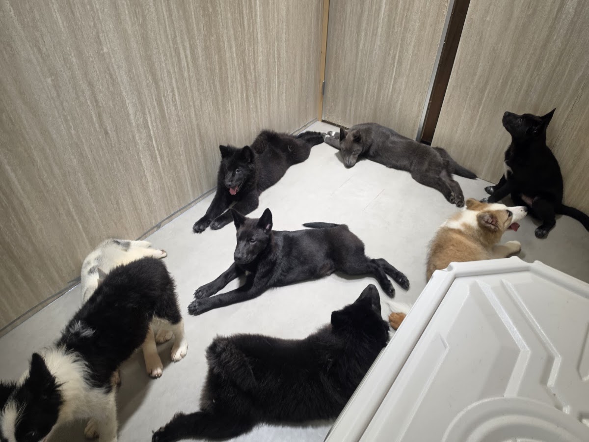 KOTEN PET SHOP & DOG CAFE 岐阜の実際の写真
