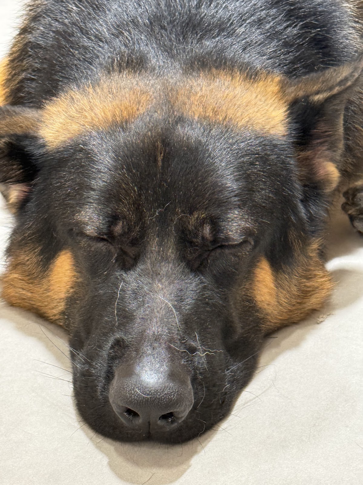 KOTEN PET SHOP & DOG CAFE 岐阜の実際の写真