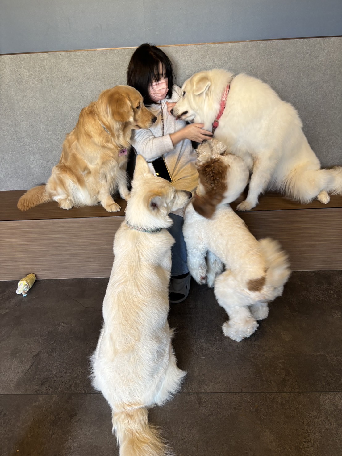 大型犬ふれあいカフェLOAの実際の写真