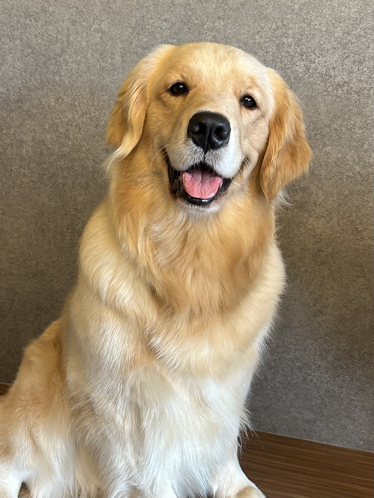 大型犬ふれあいカフェLOAの実際の写真