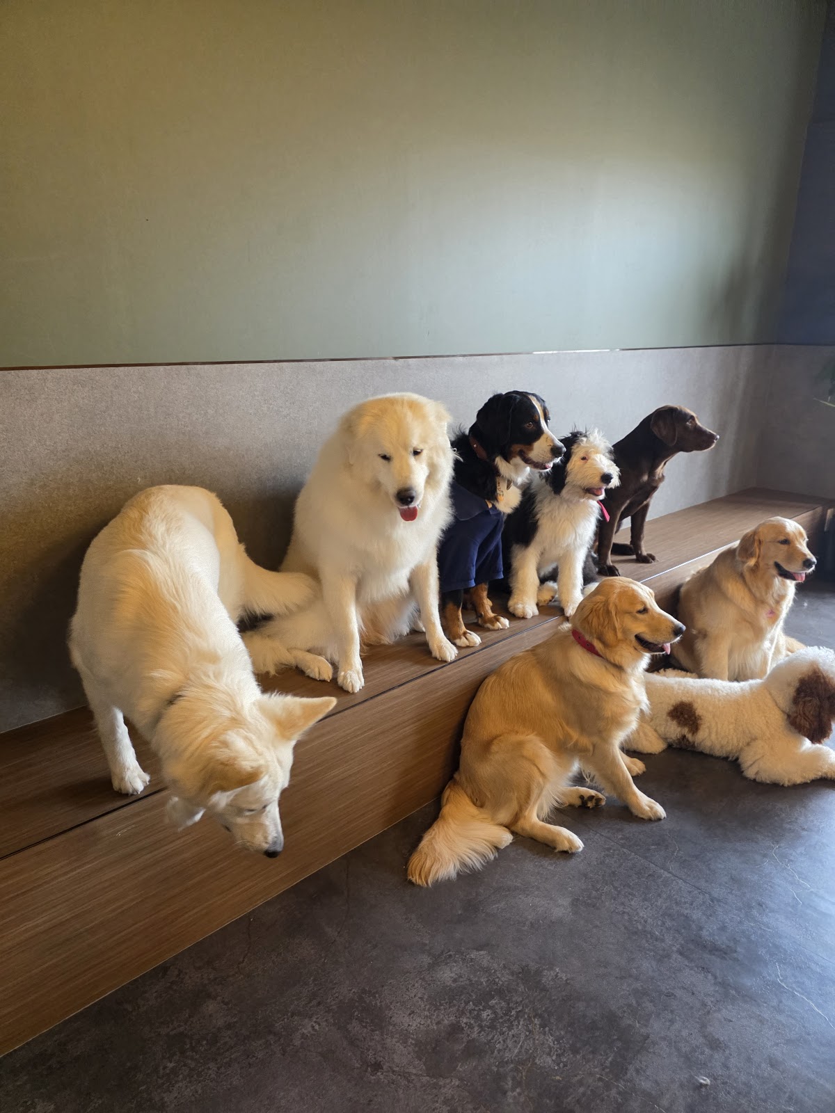 大型犬ふれあいカフェLOAの実際の写真