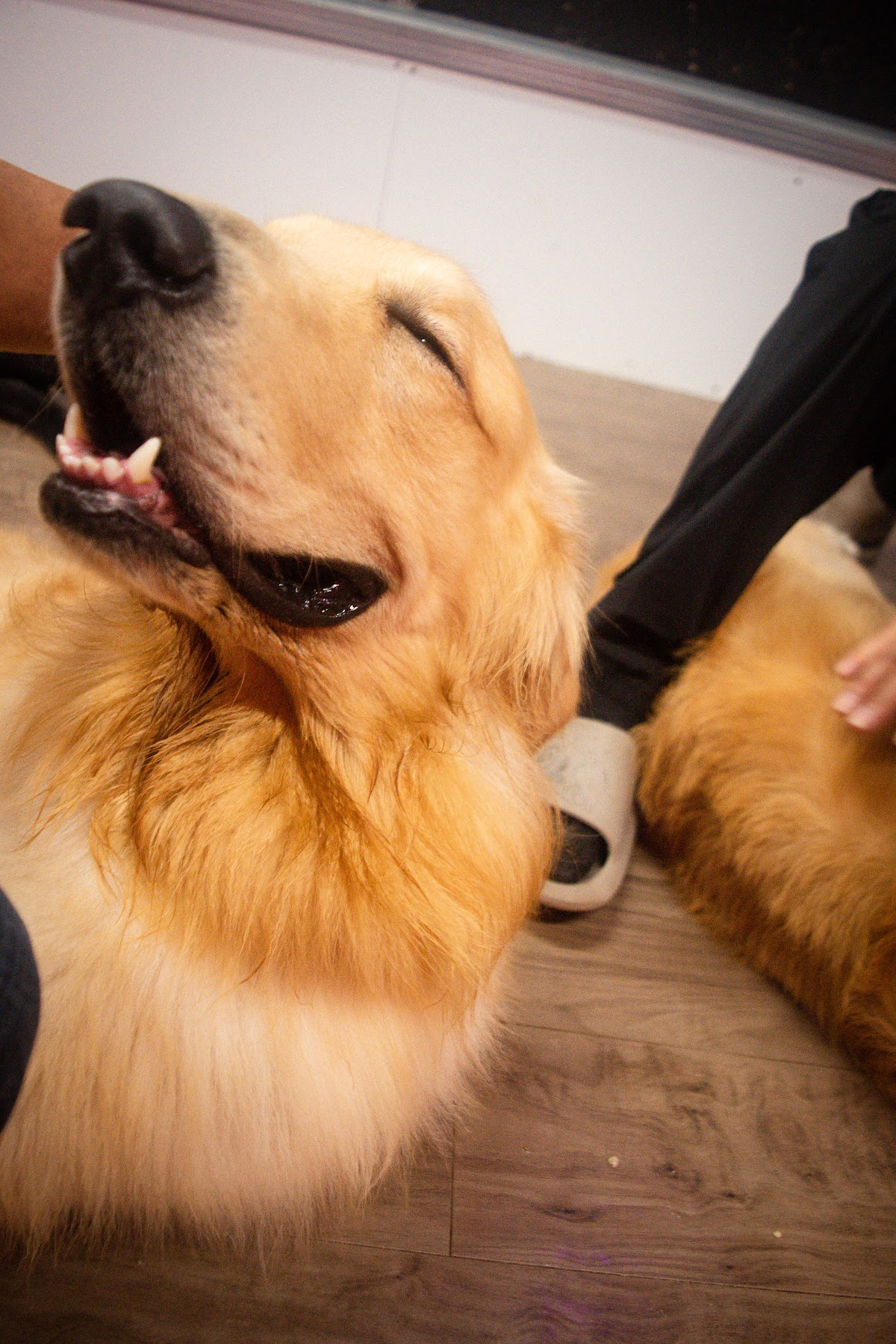 大型犬ふれあいカフェMiliMili