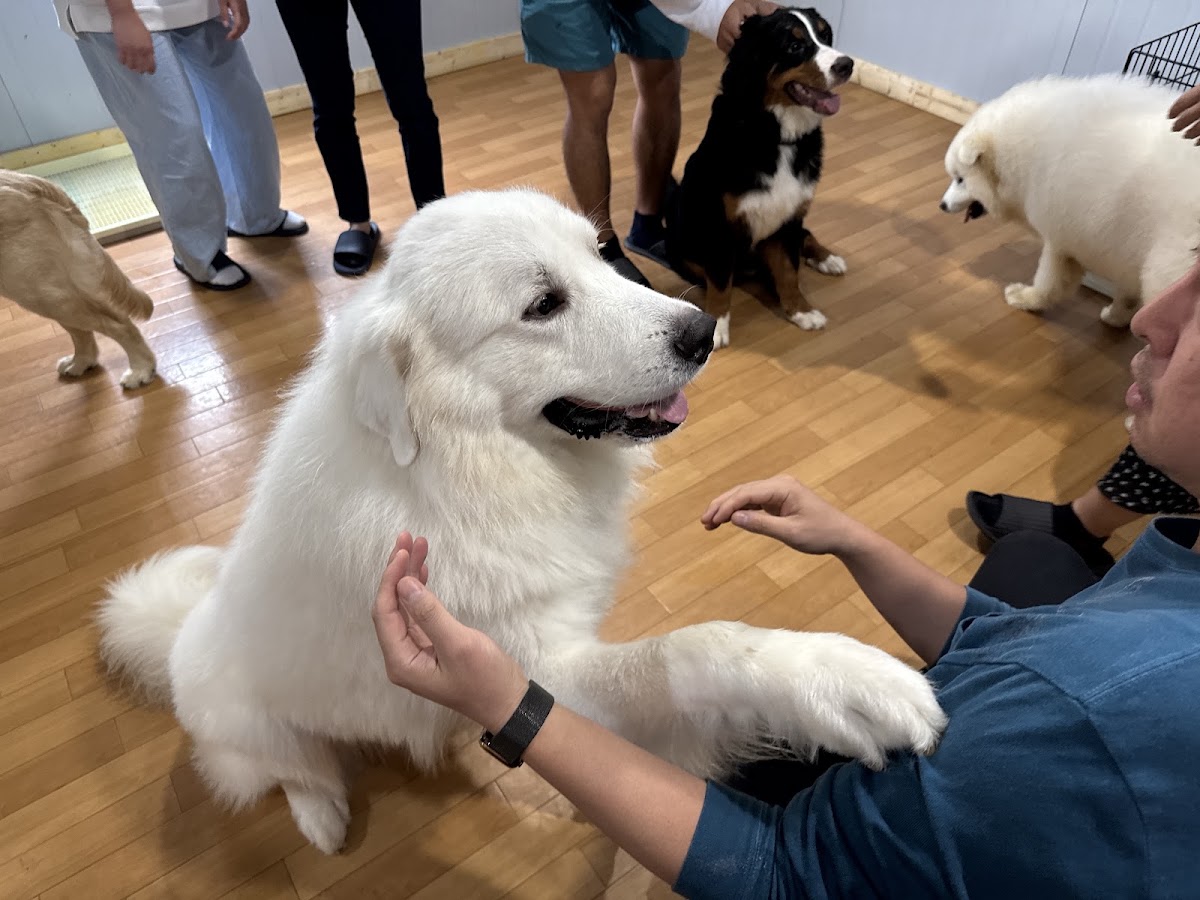 大型犬ふれあいカフェMiliMiliの実際の写真