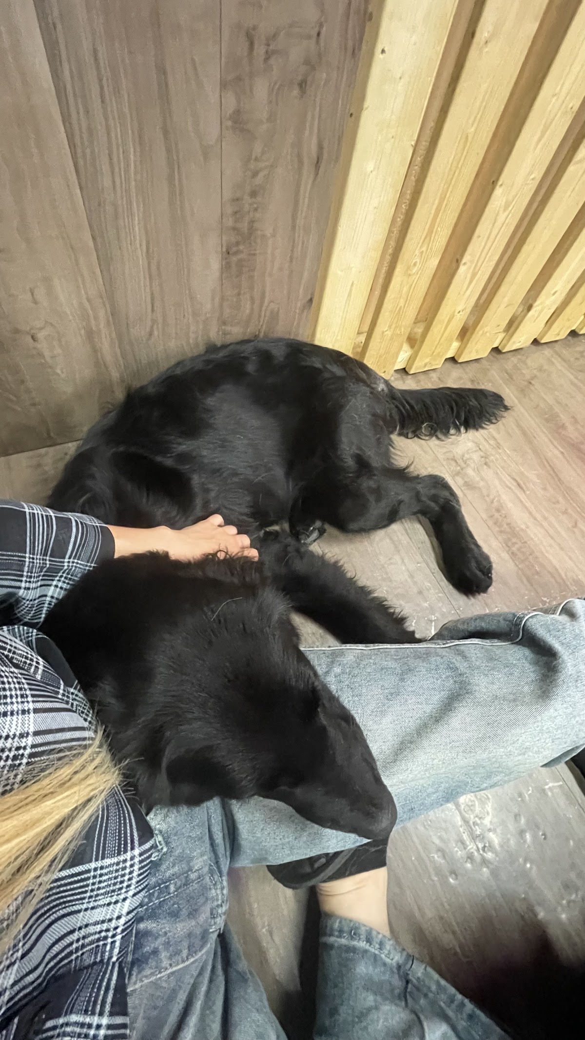 大型犬ふれあいカフェMiliMiliの実際の写真