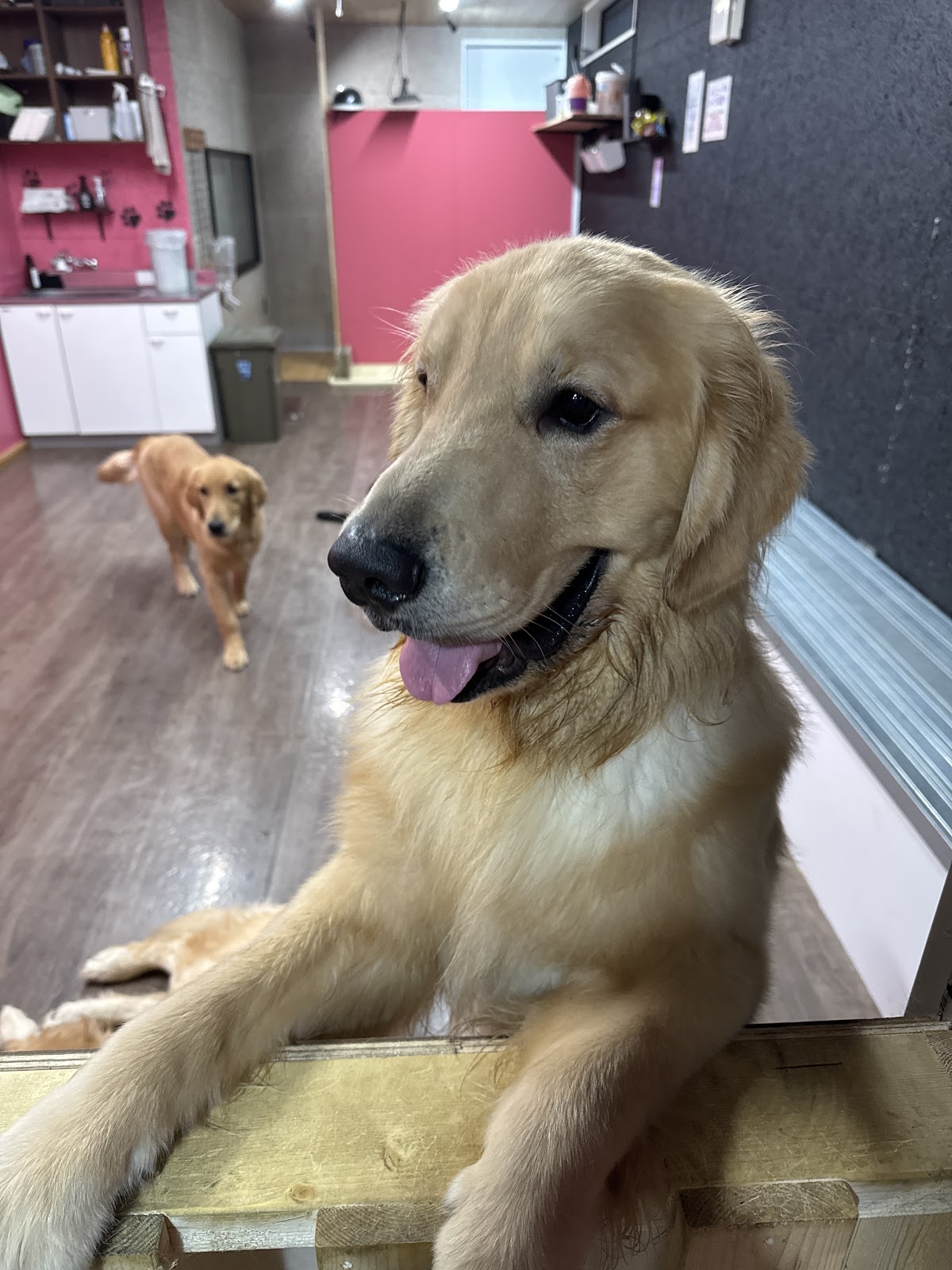 大型犬ふれあいカフェMiliMiliの実際の写真