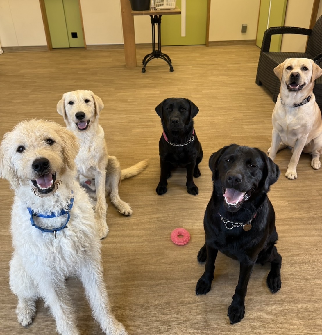 大型犬ふれあいカフェ セラピーMateの実際の写真