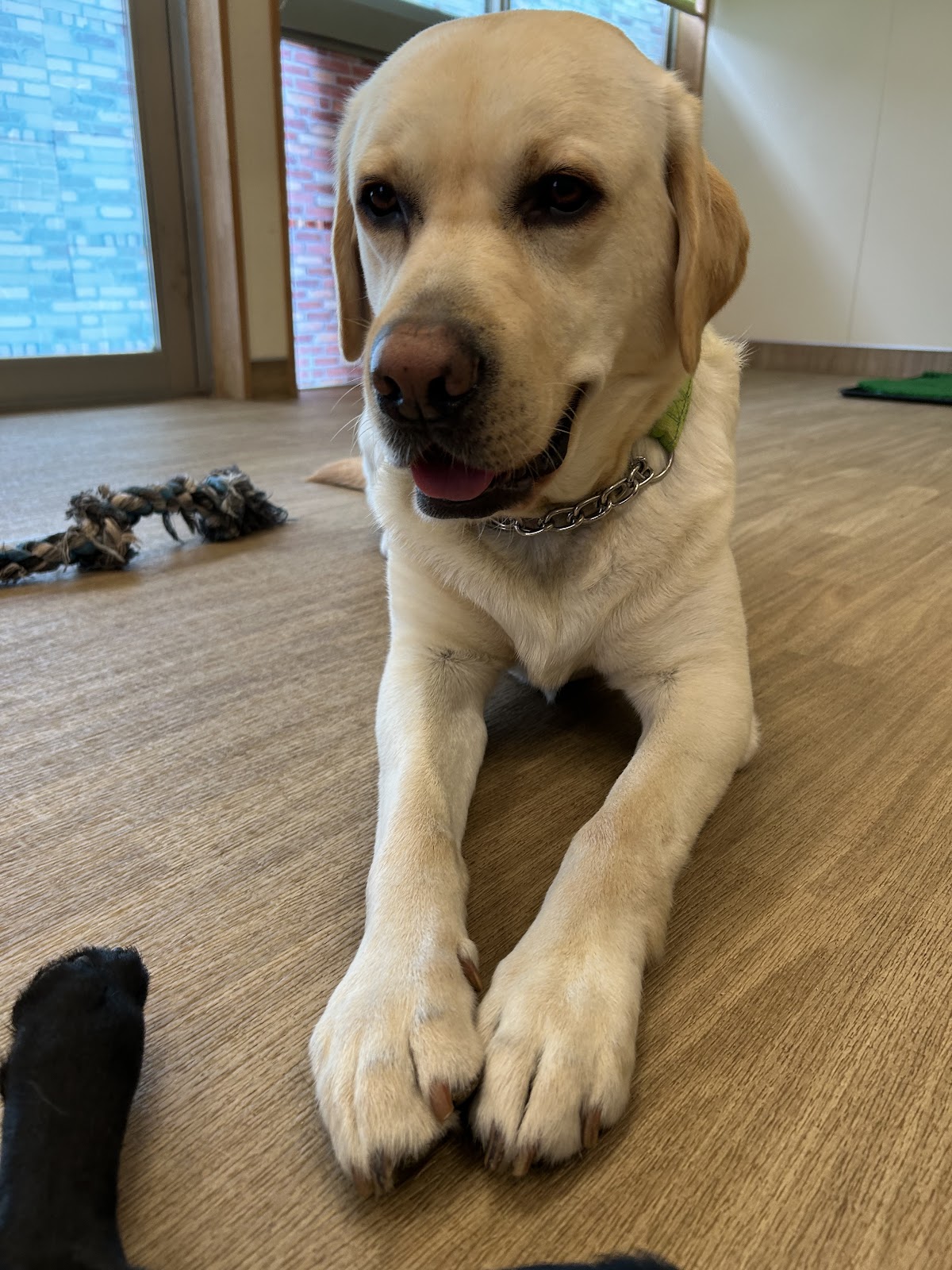 大型犬ふれあいカフェ セラピーMateの実際の写真