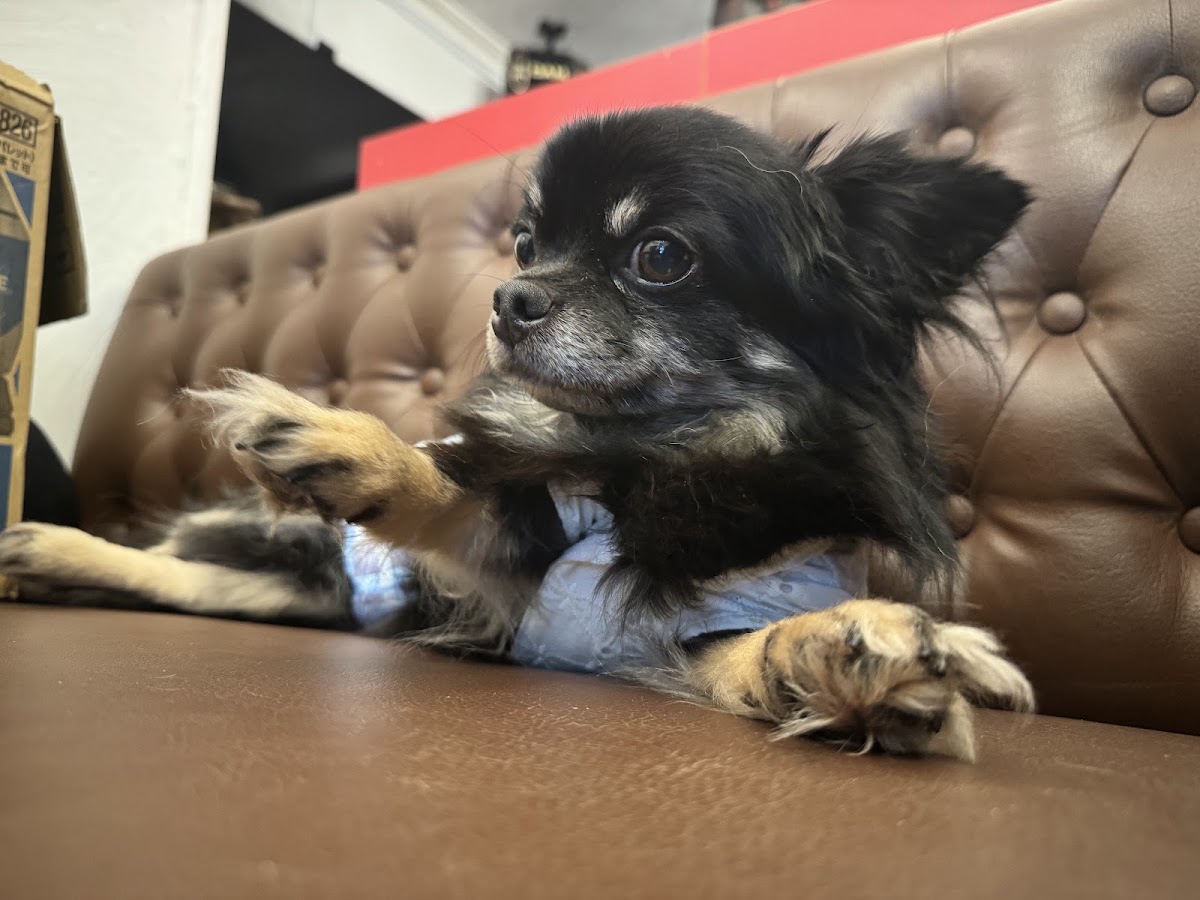 Dog Cafe いぬごこちの実際の写真