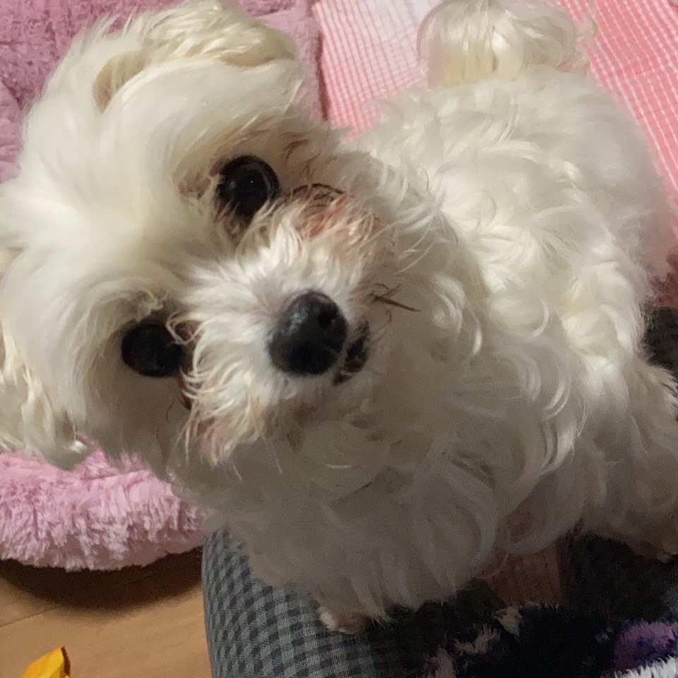 Dog Cafe いぬごこちの実際の写真