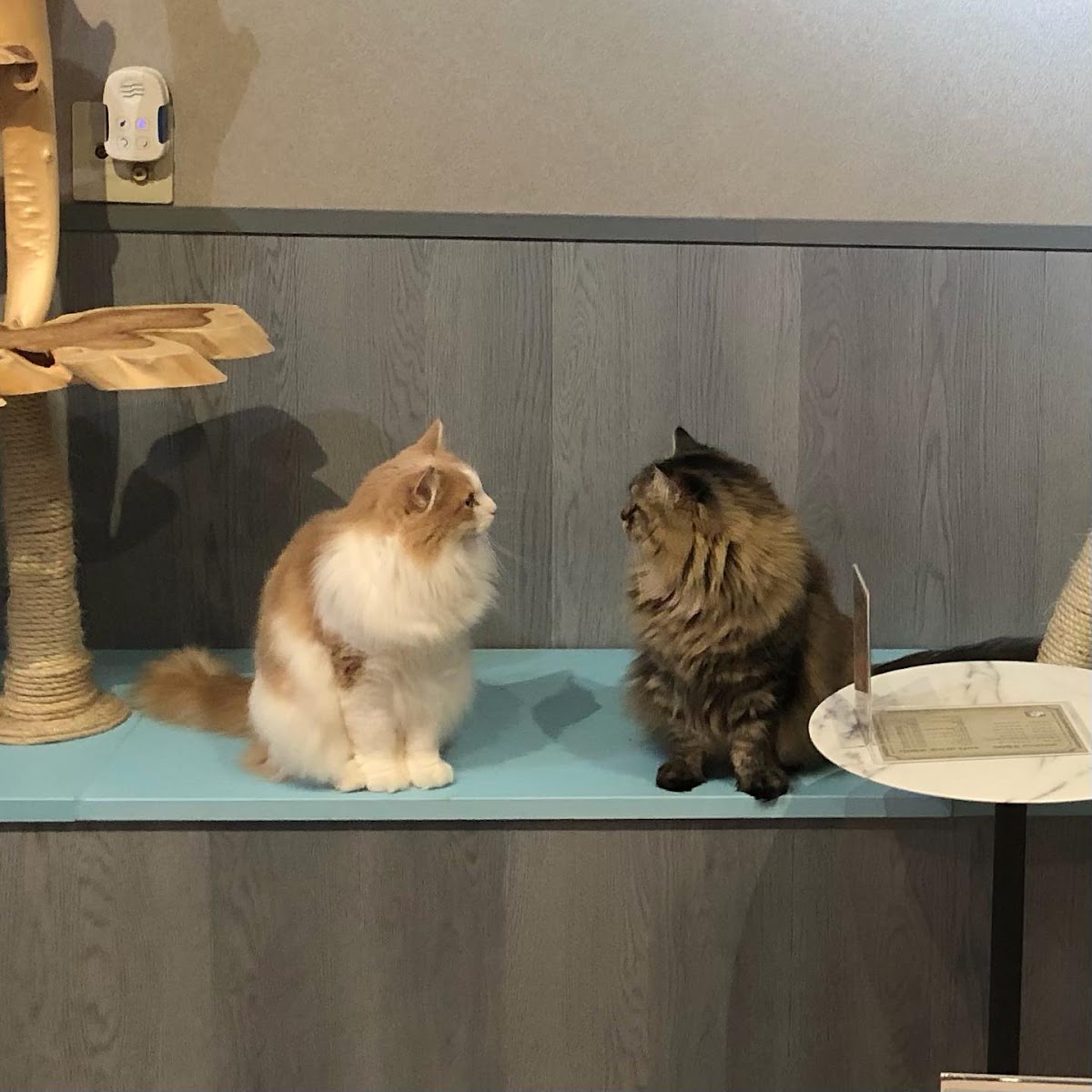 犬猫カフェ put on lapの実際の写真