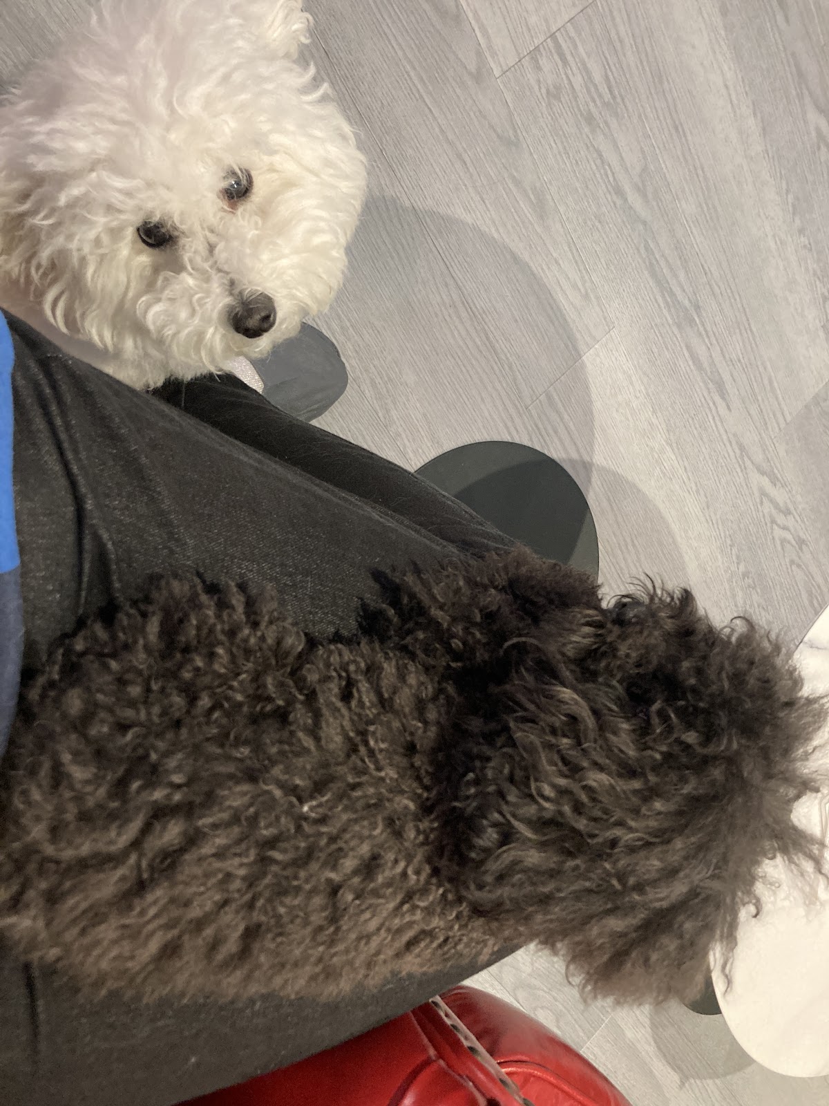 犬猫カフェ put on lapの実際の写真