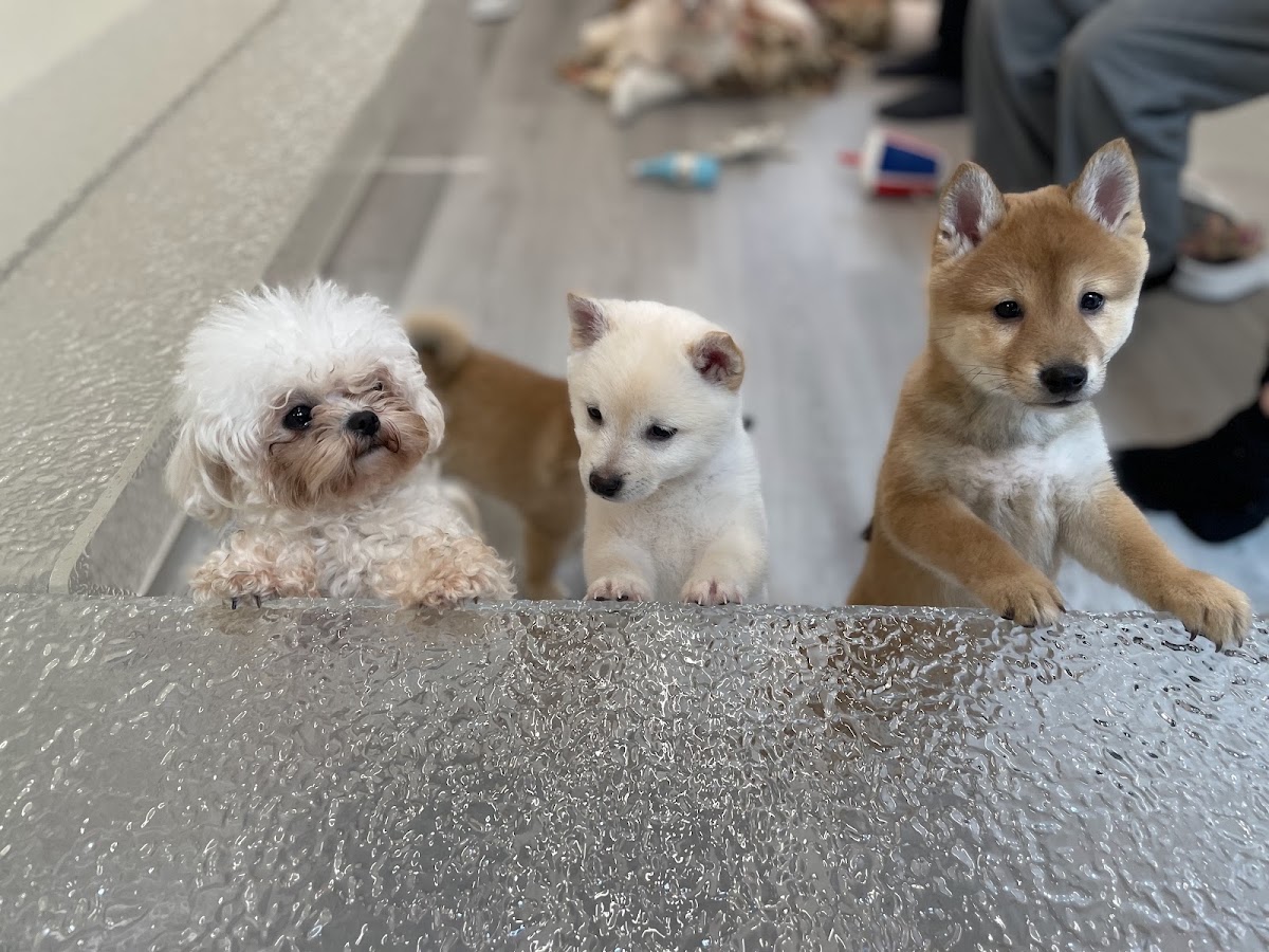 KOTEN PET SHOP & DOG CAFEの実際の写真