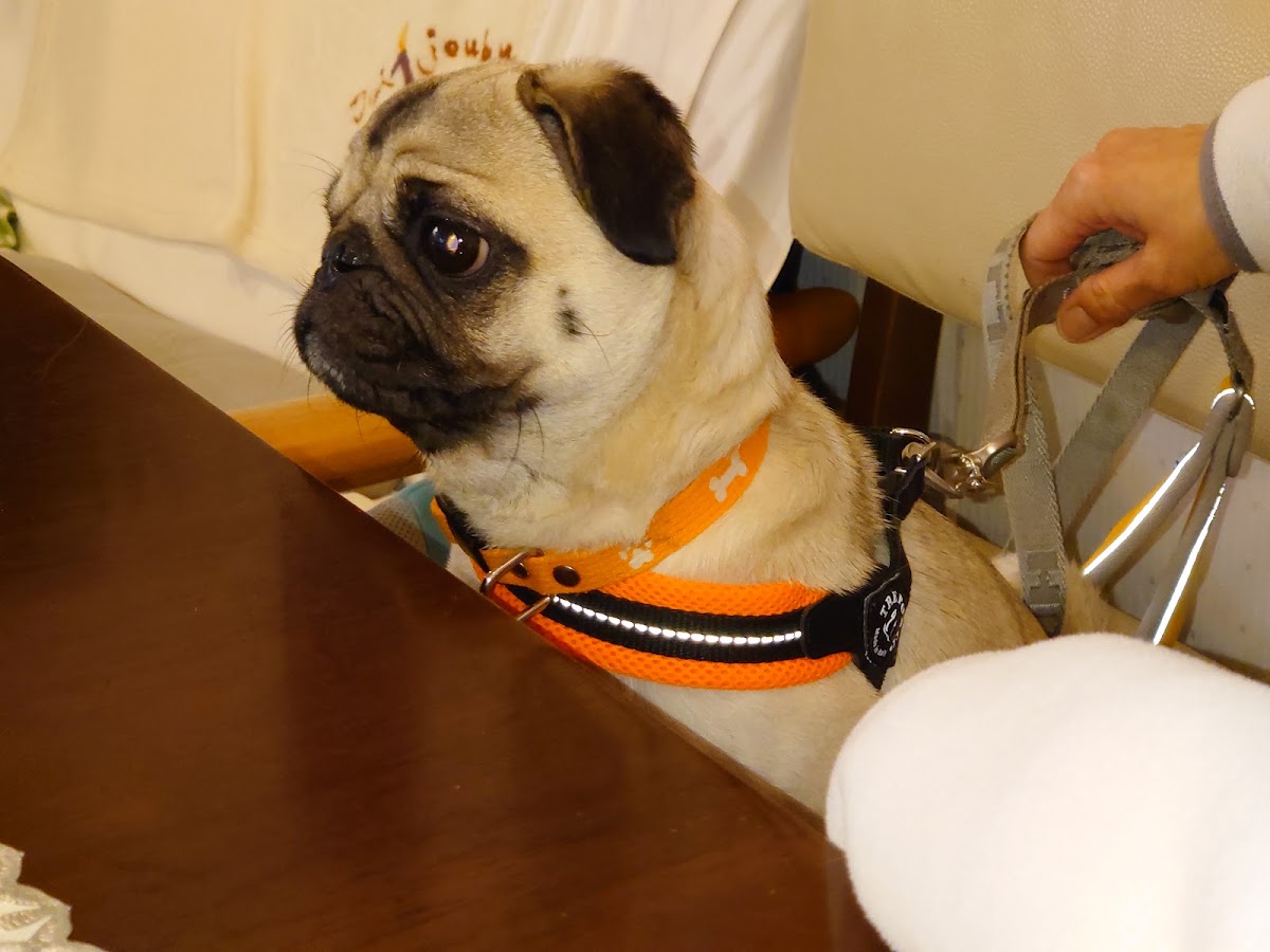 Dog cafe Daijoubuの実際の写真