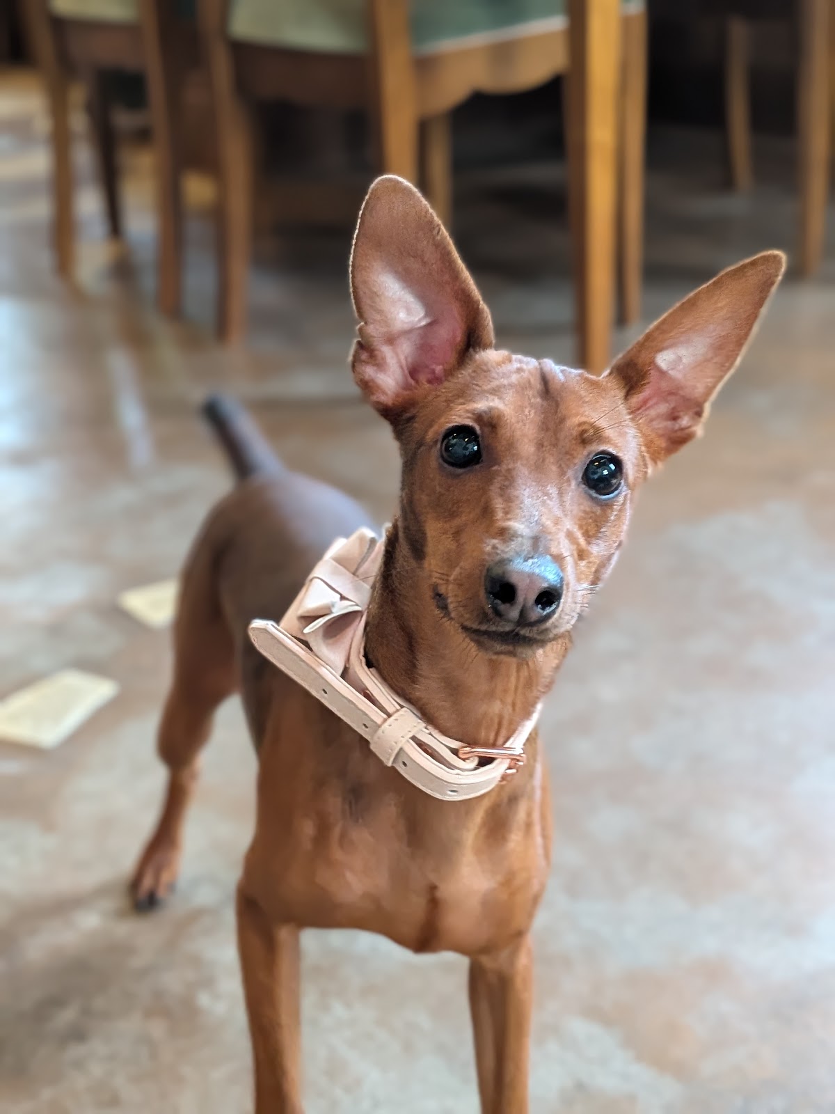 犬との食道の実際の写真