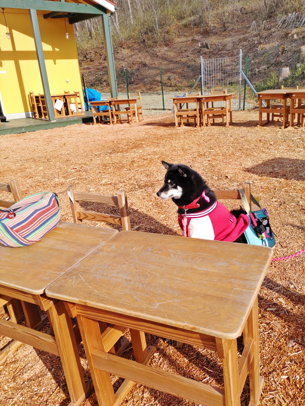 Dog Cafe Oneday（ドッグカフェワンデー）