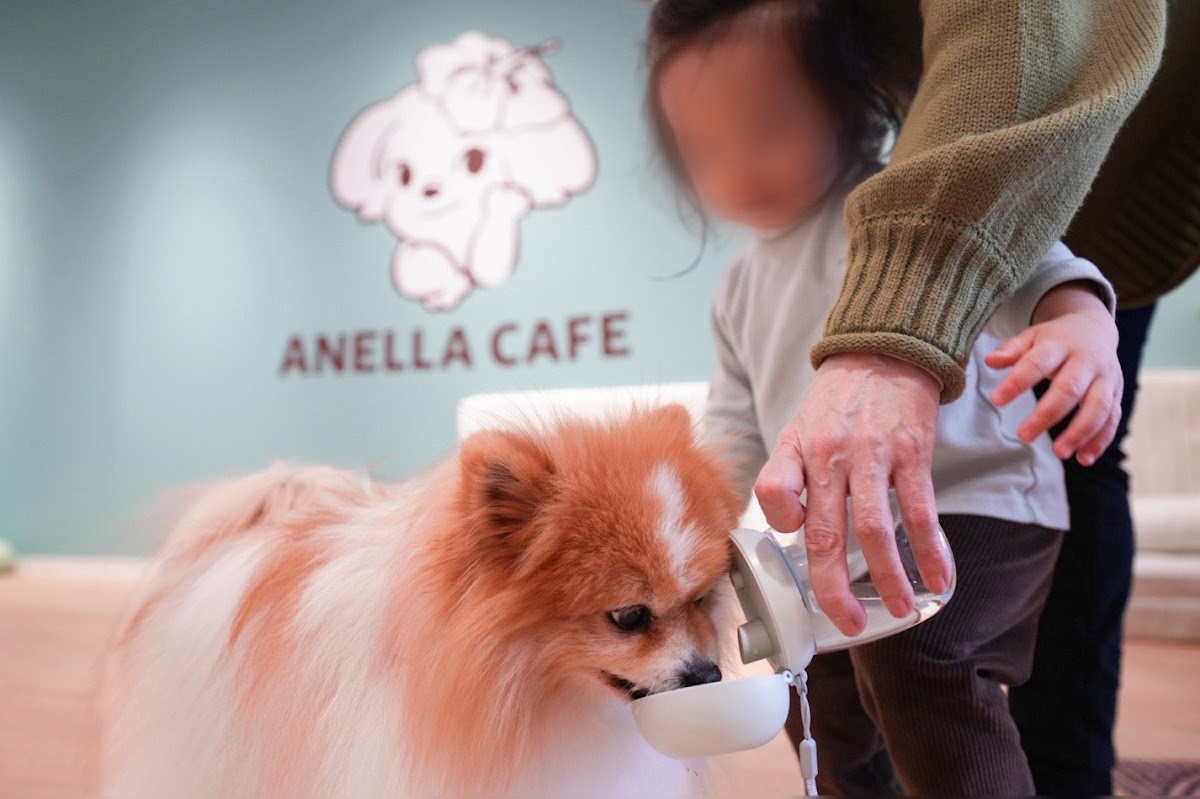 ANELLA CAFE【保護犬ふれあいカフェ】京都烏丸店の実際の写真