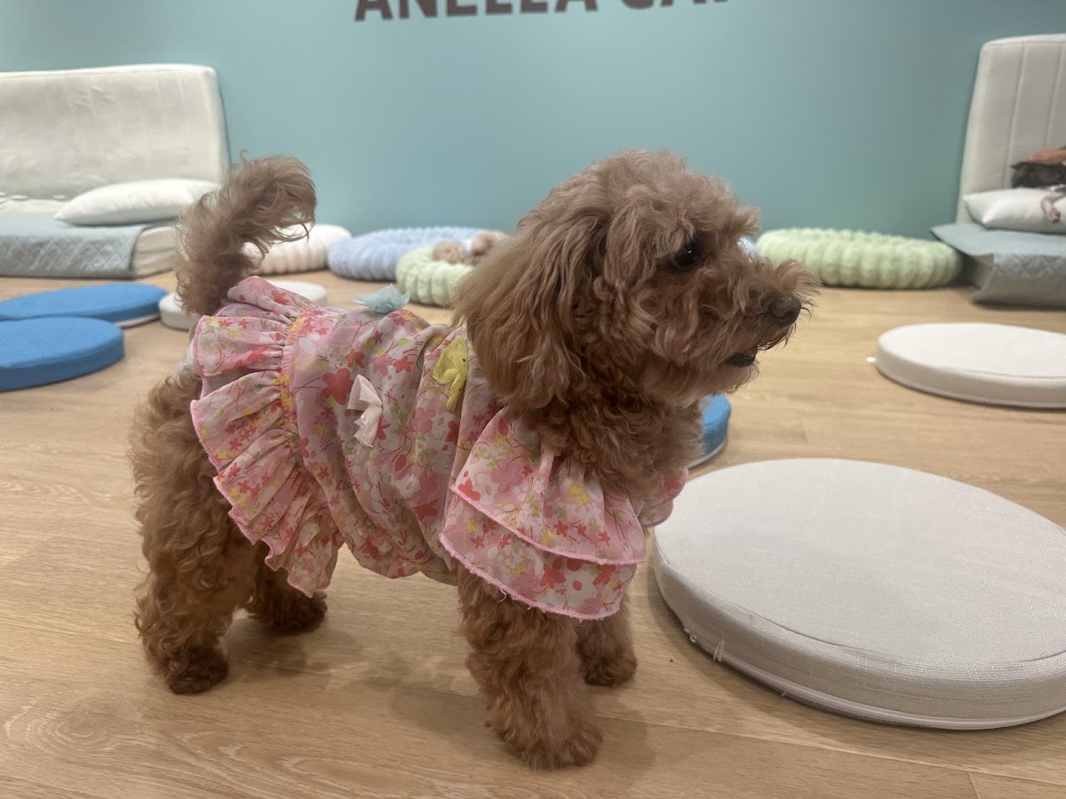 ANELLA CAFE【保護犬ふれあいカフェ】京都烏丸店の実際の写真