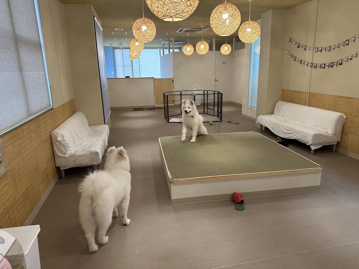 犬カフェ サモエドカフェ アル 京都河原町店の実際の写真