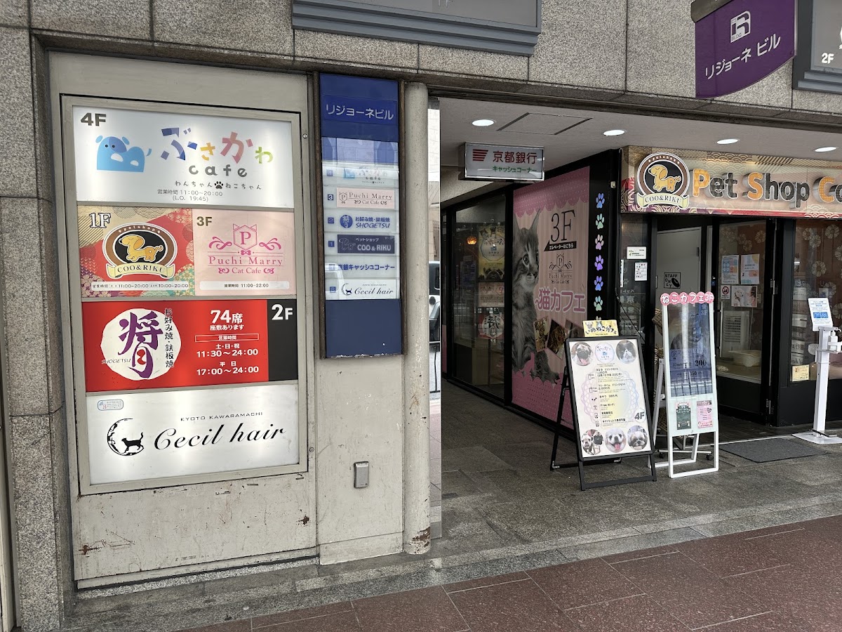 Dog and Cat Cafe