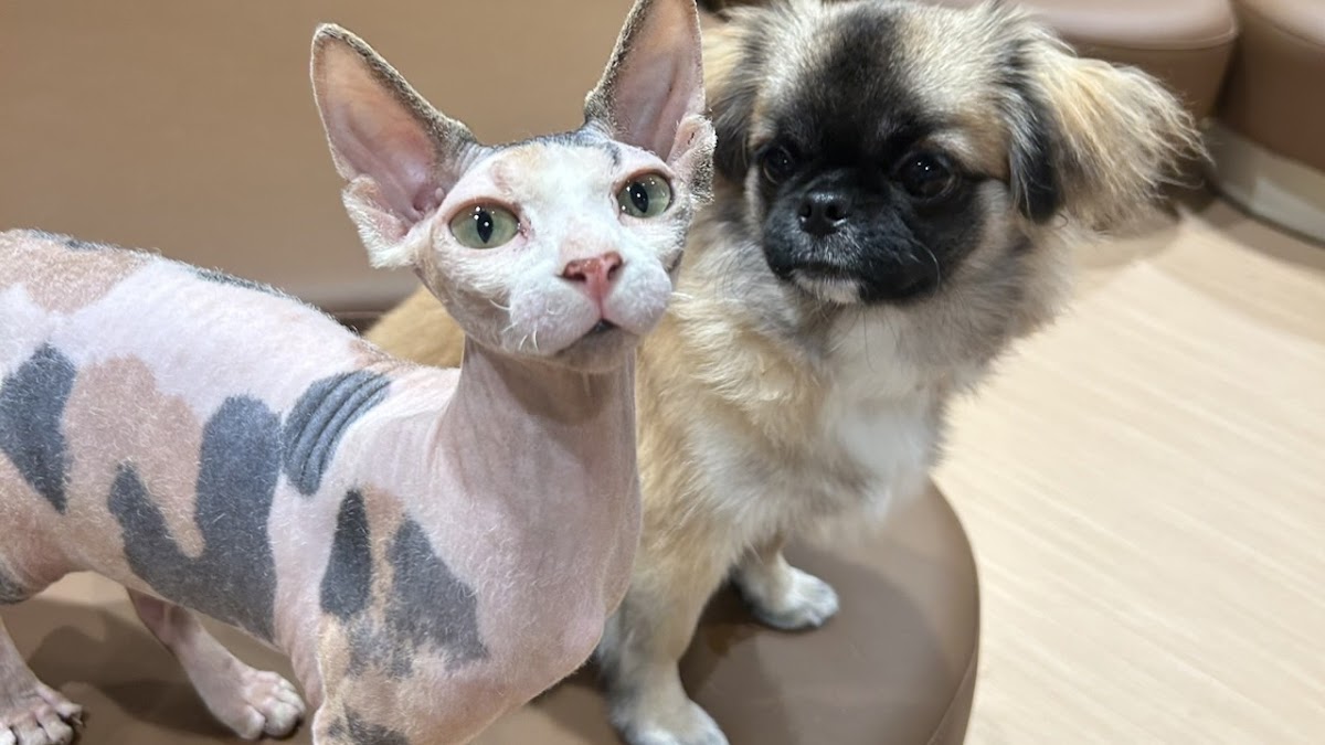 Dog and Cat Cafeの実際の写真