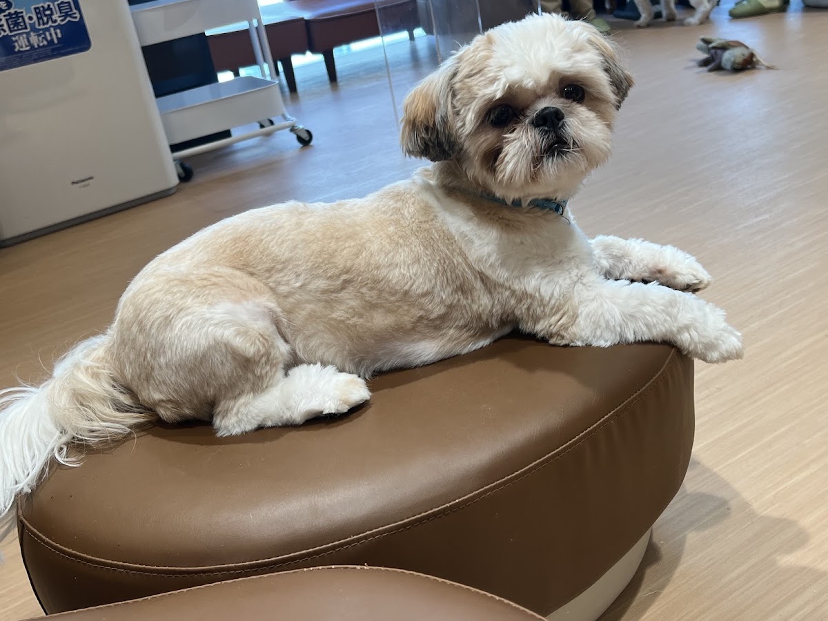 Dog and Cat Cafeの実際の写真