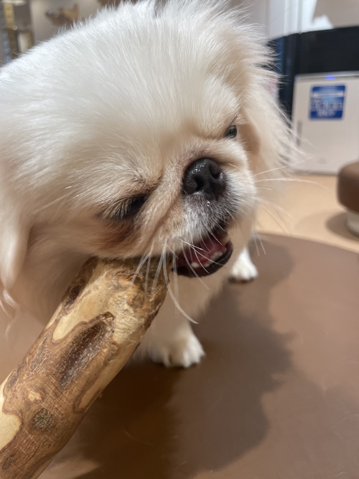 Dog and Cat Cafeの実際の写真