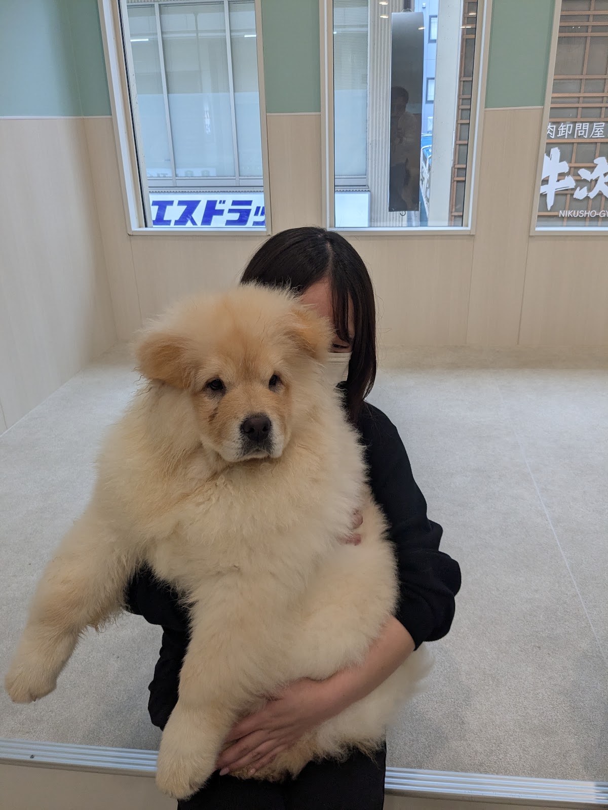 《もっふるぷらす》モフれる大型犬たちのカフェ/ドッグカフェ(大阪心斎橋店)の実際の写真