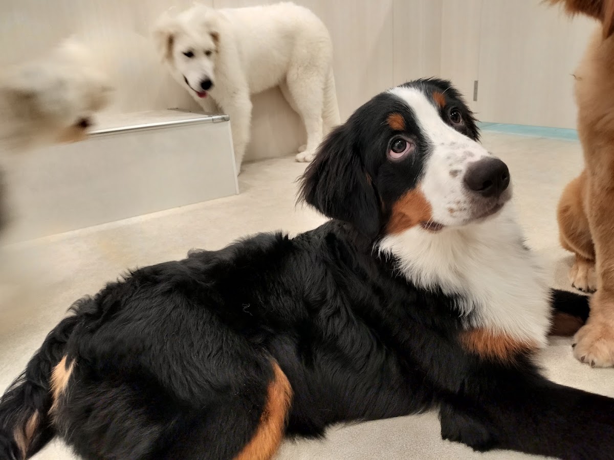 《もっふるぷらす》モフれる大型犬たちのカフェ/ドッグカフェ(大阪心斎橋店)の実際の写真