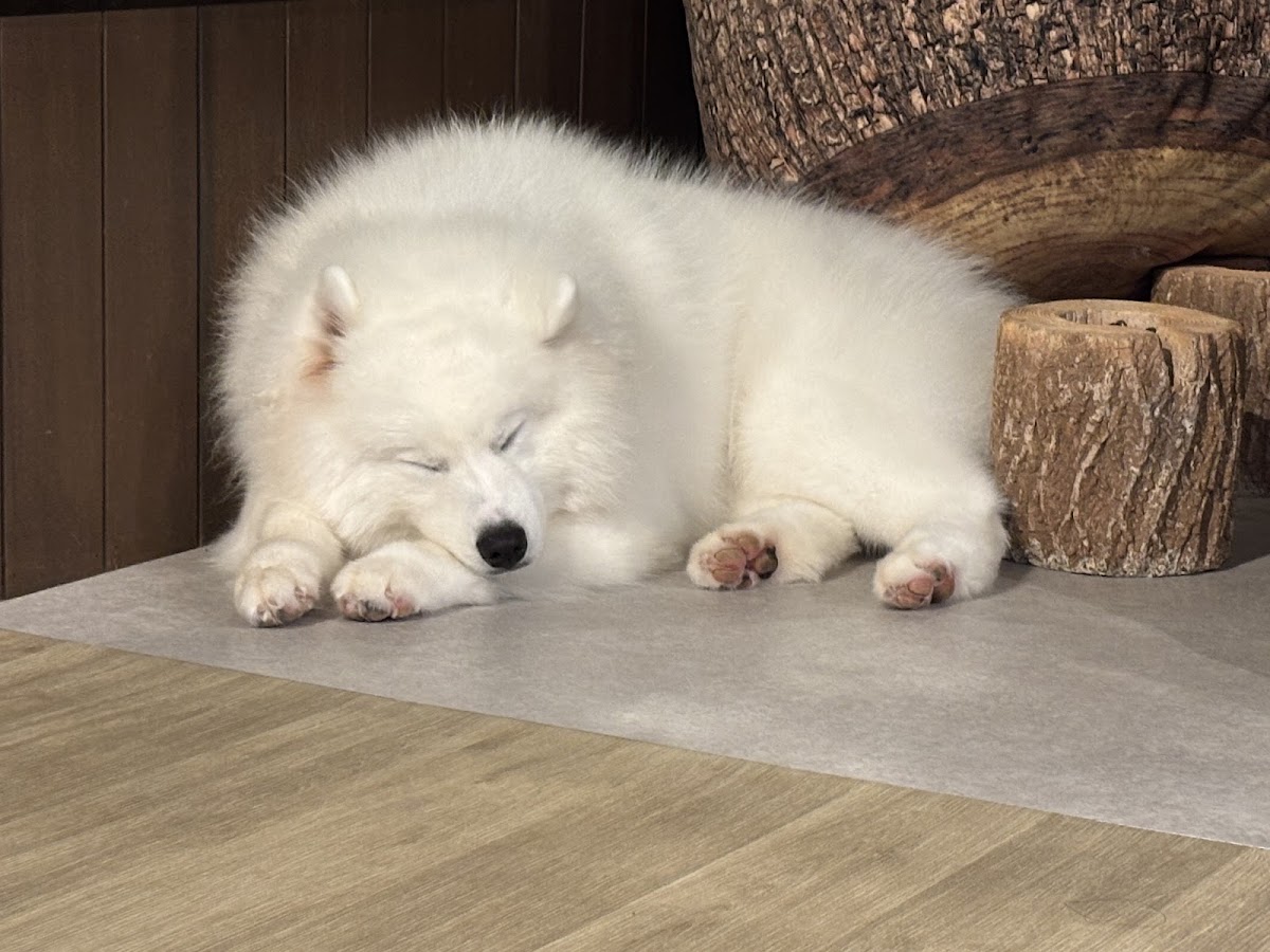 犬カフェsamo / サモエドカフェ大阪の実際の写真