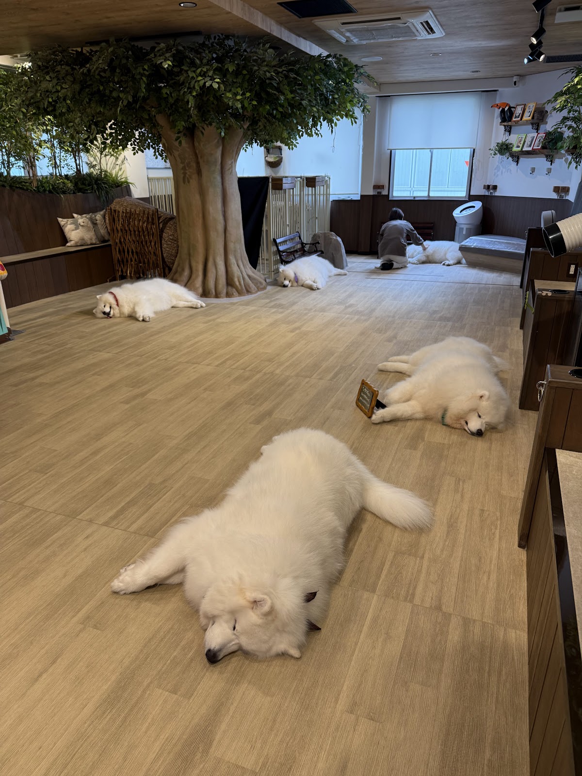 犬カフェsamo / サモエドカフェ大阪の実際の写真