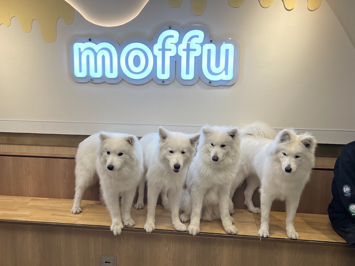 サモエドカフェmoffu 大阪心斎橋店の実際の写真