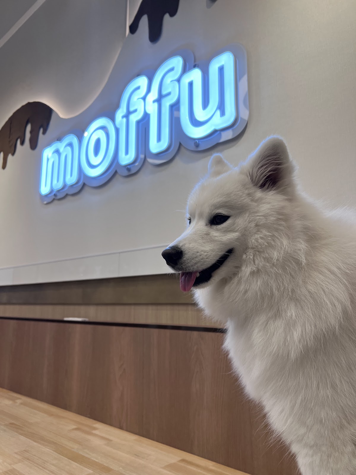 サモエドカフェmoffu 大阪心斎橋店の実際の写真
