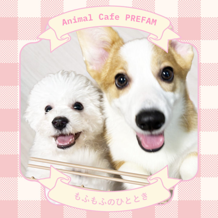 PREFAM もふもふのひとときの実際の写真