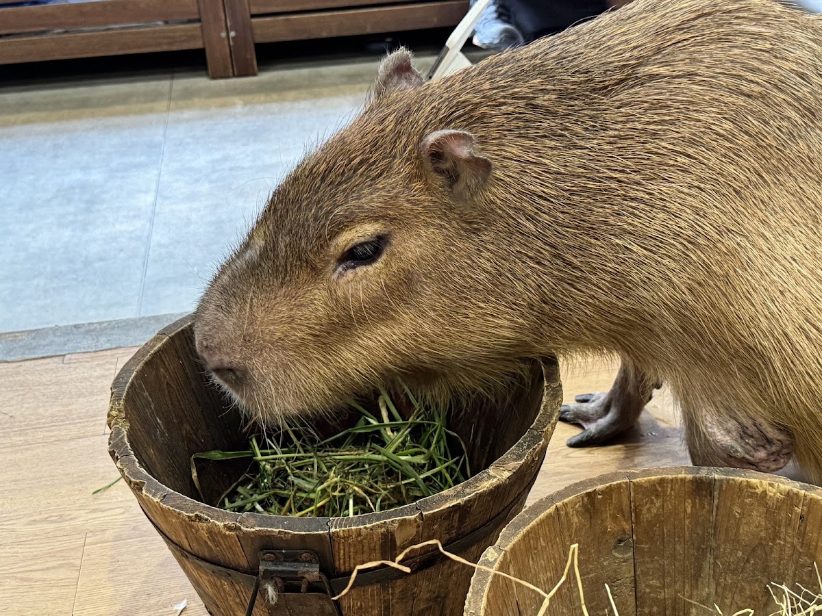 動物たちが暮らす森 アニミルの実際の写真