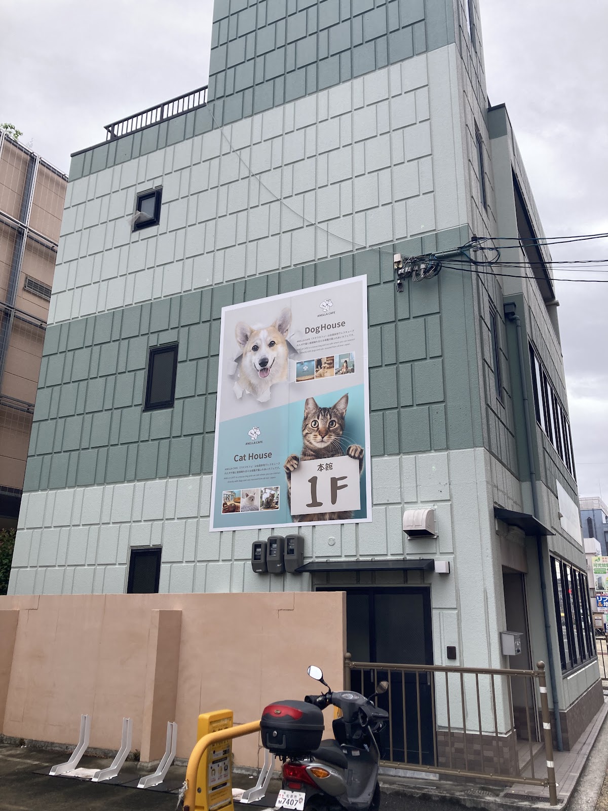 ANELLA CAFE【保護犬猫ふれあいカフェ】大阪松原店の実際の写真