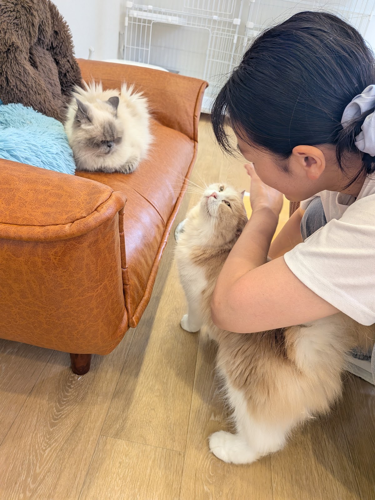 ANELLA CAFE【保護犬猫ふれあいカフェ】大阪松原店の実際の写真