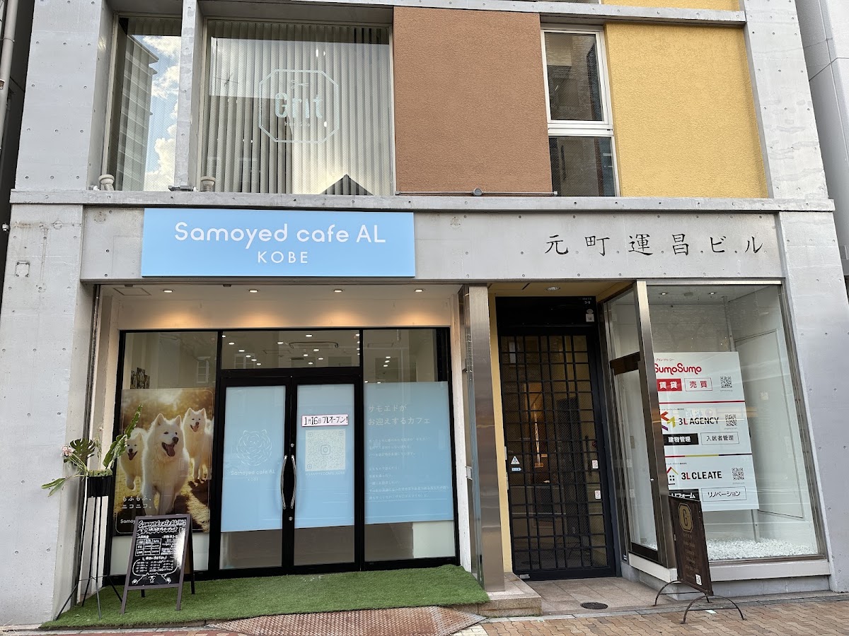 犬カフェ サモエドカフェ アル 神戸店