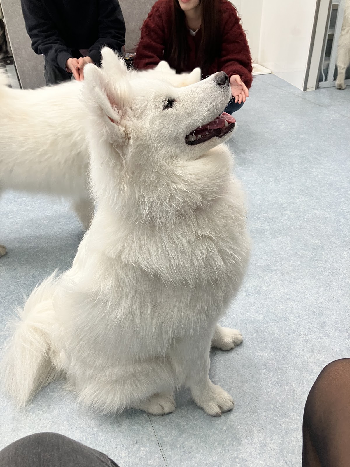 犬カフェ サモエドカフェ アル 神戸店の実際の写真