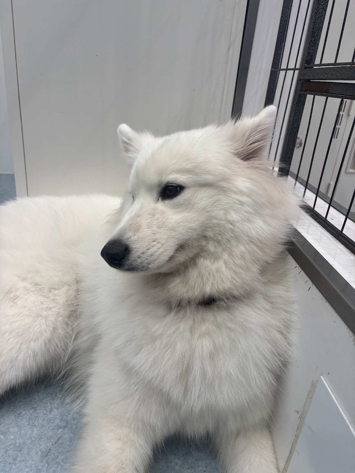 犬カフェ サモエドカフェ アル 神戸店の実際の写真