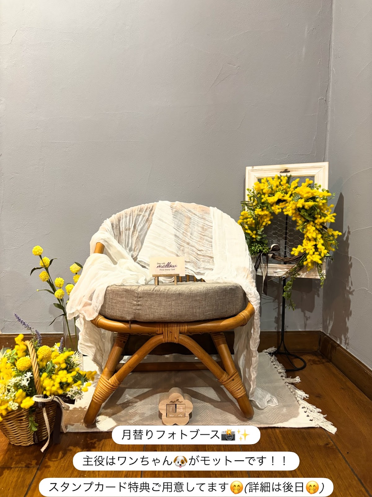 Dog café mellowの実際の写真