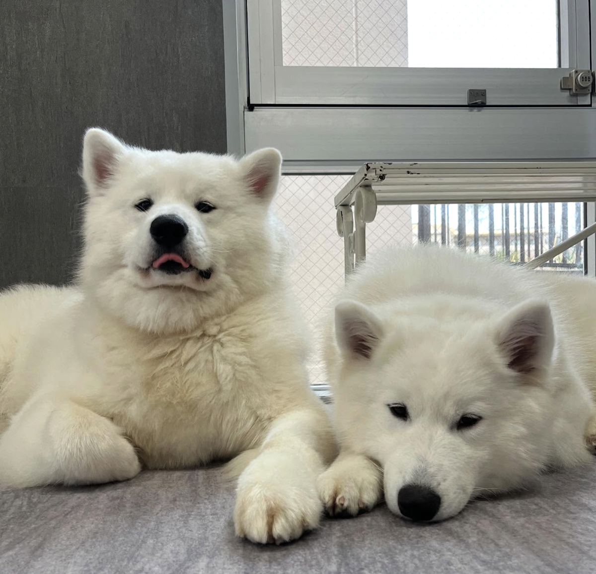 サモエドカフェアル 奈良店 (Bichon Cafe Pom)の実際の写真