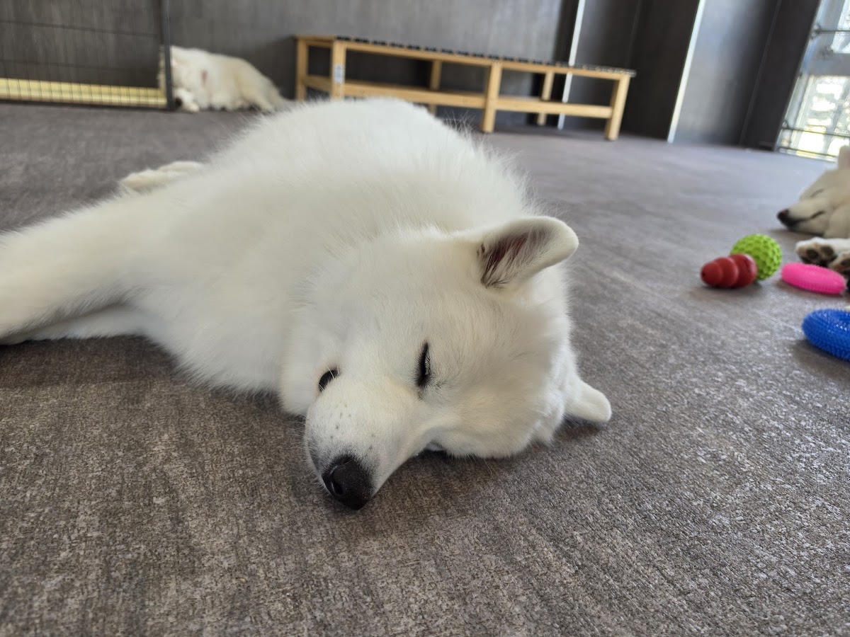 サモエドカフェアル 奈良店 (Bichon Cafe Pom)の実際の写真